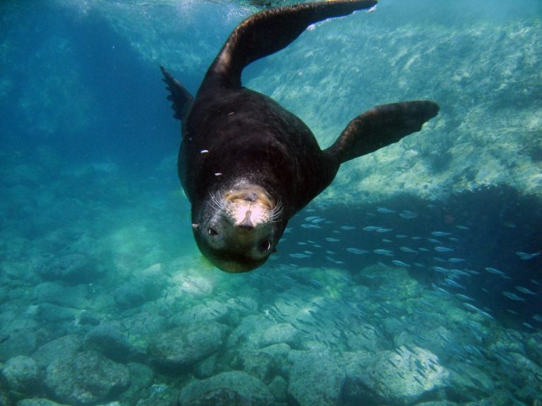 Nado con lobos marinos en La Paz, atractivo turístico para Japón