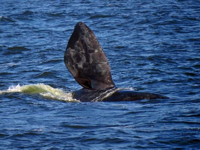 Maravíllate con el avistamiento de ballenas en Uruguay