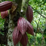 republica dominicana cacao