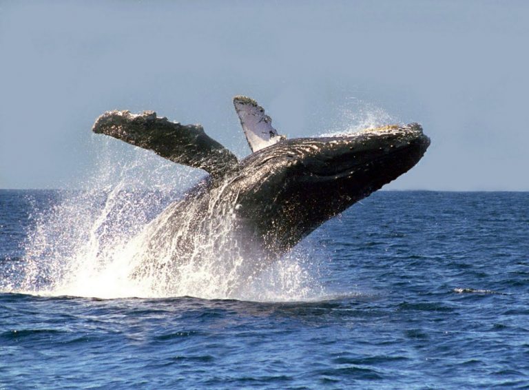 Baja California Sur se alista para recibir a la ballena gris