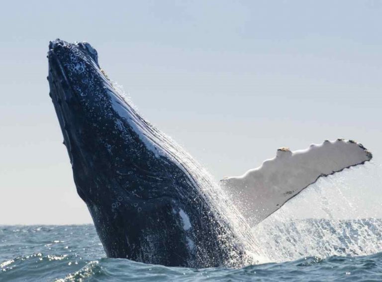 Las ballenas jorobadas llegan a San Blas