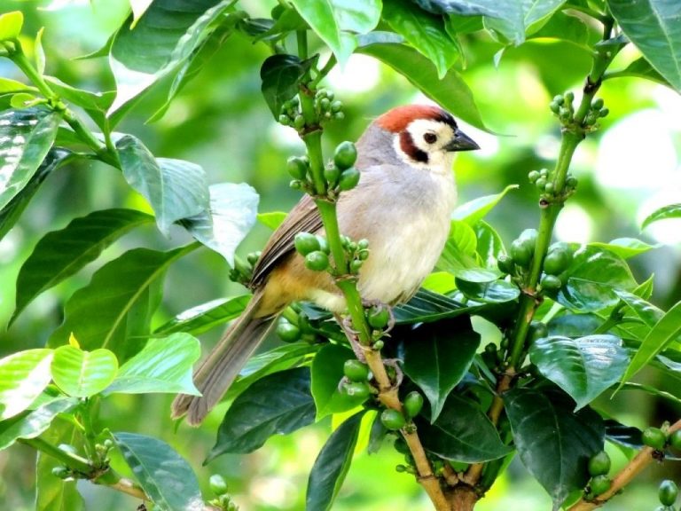 Guatemala va por el turismo de observación de aves