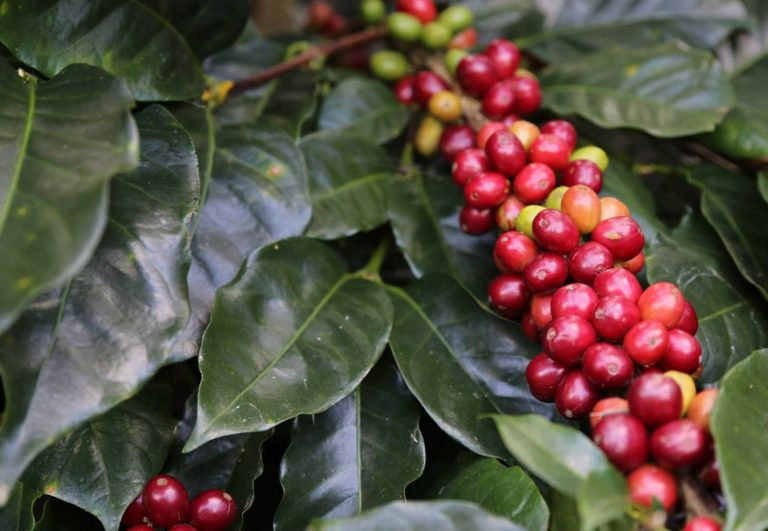 Quieren crear la “Ruta Aroma de Café” en Puerto Rico