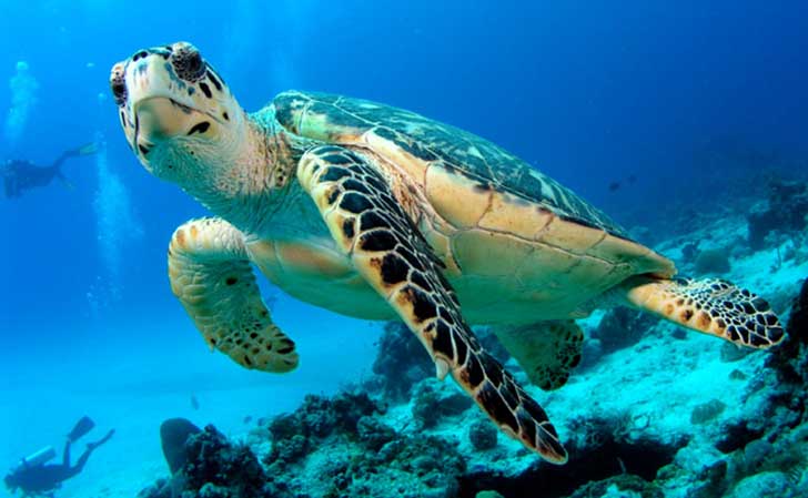 Cozumel se ha convertido en el lugar favorito de las tortugas marinas