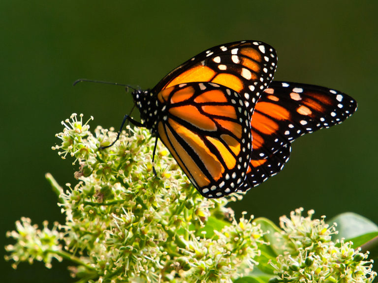 Abren Santuarios de mariposa Monarca en Estado de México y Michoacán