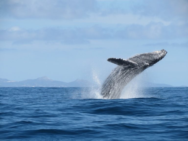 Avistamiento de ballenas, una experiencia imperdible e inolvidable en Los Cabos