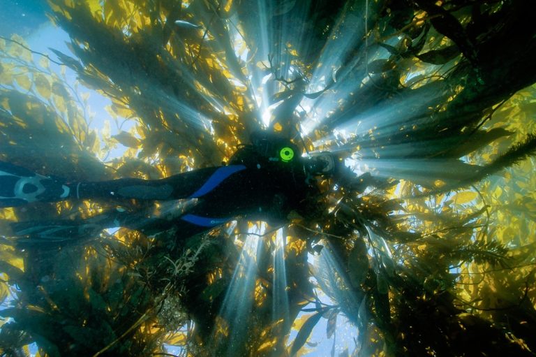 Parque Submarino Rosarito, el mejor lugar para bucear en Baja California