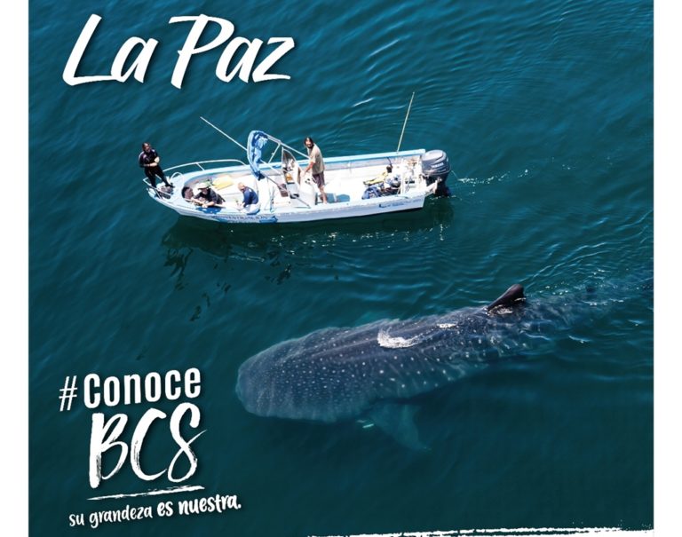 ¿Cuándo es la mejor temporada para nadar con el tiburón ballena en La Paz?