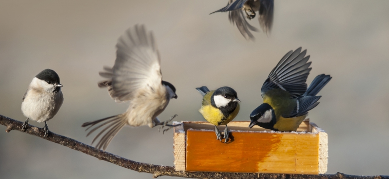 Observación de aves: un bello pasatiempo durante la cuarentena