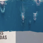 Ballenas jorobadas_Ixtapa