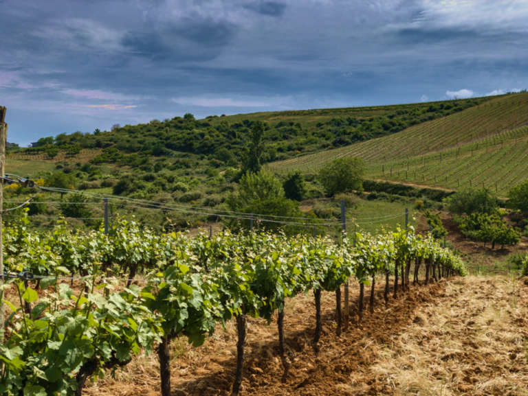 Bodegas Emilio Moro producirá vinos blancos en El Bierzo