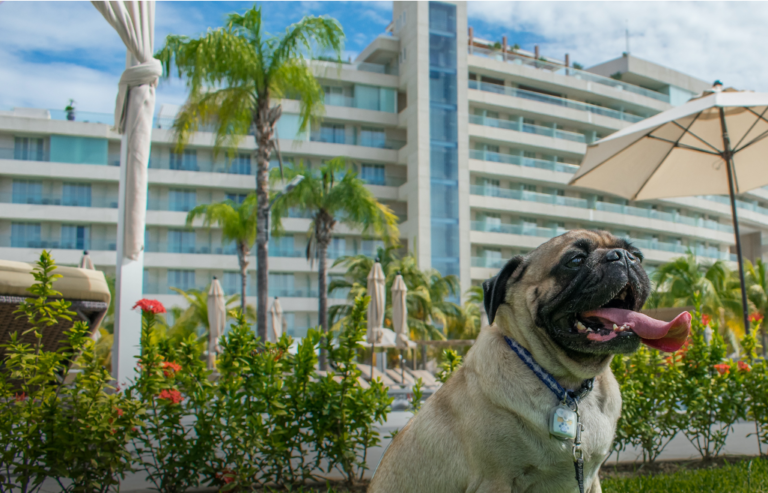 Vete a Riviera Diamante Acapulco con tu perrito