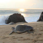 Tortugas en Michoacan