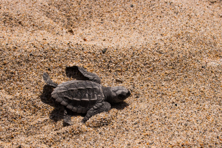 Liberación de tortugas en Baja California Sur, una gran experiencia