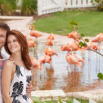 Maha-Mar-Hotel-Bahamas_Flamingos