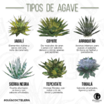 tipos de agave