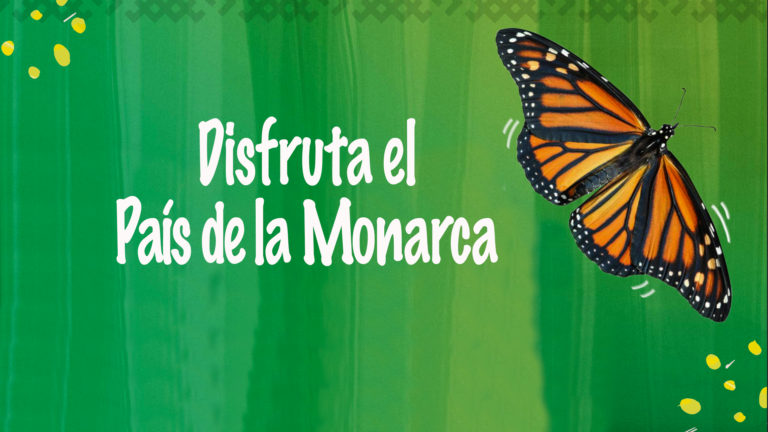La temporada de la Mariposa Monarca continúa en Michoacán
