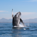 whale-watching-riviera-nayarit