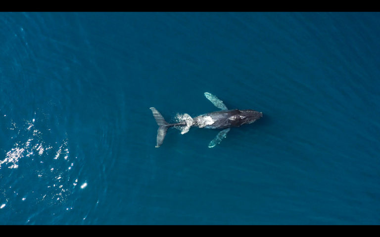 2021: El año de las ballenas en Ixtapa Zihuatanejo