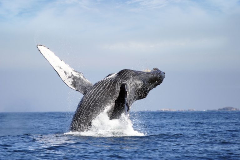 Los mejores tips para disfrutar el avistamiento de ballenas en Riviera Nayarit