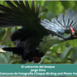 Ganador chiapas birding 2021