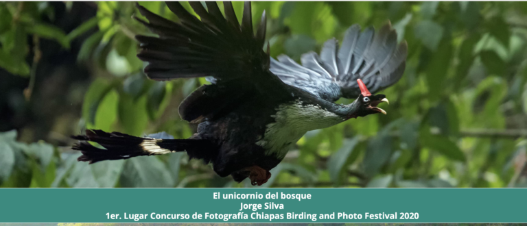  “Chiapas Birding & Photo Festival 2021” resaltará las bellezas que colorean el cielo