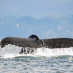 ballenas_riviera_nayarit1