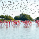 Celestún_playa_flamingos_Yucatan