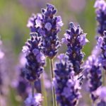 lavender-2426376_1920