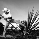 Jornalero-tequila-agave-campo