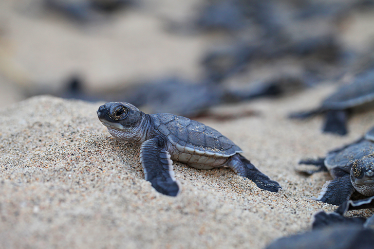 Las cinco especies de tortuga marina que viven en el Mar de Cortés