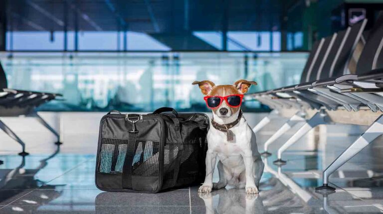 Viaja en avión con tu mascota sin que sea una pesadilla