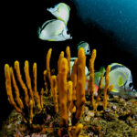 FAUNA MARINA BUCEO_Acapulco