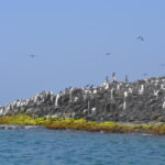 Isla del Terron-Foto tomada de veracruz.mx