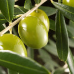 olivo_patrocina a un olivo