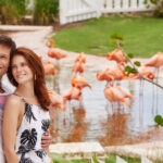 Web_Baha-Mar_Flamingos