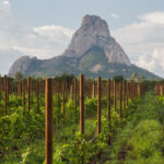 Viñedos-Queretanos-con-pena-de-bernal