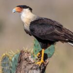 caracara