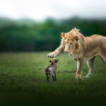 w_African-Wildlife—Last-Wish-by-Thomas-Vijayan