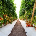 Inauguración Expo Agroalimentaria Guanajuato (5)