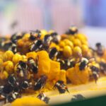 Inauguración Expo Agroalimentaria Guanajuato (6)