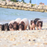 Pig-Beach-Progreso-5