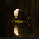 Ecografias_textoIntro_290x240