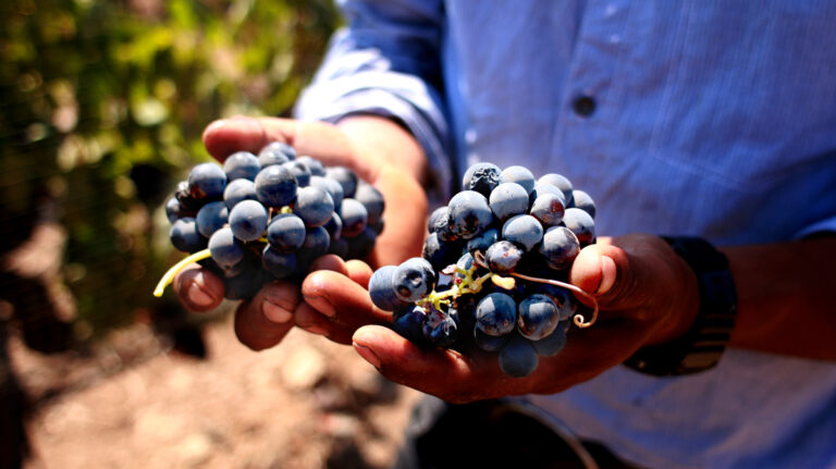 La puerta hacia los viñedos de Baja California es Tecate