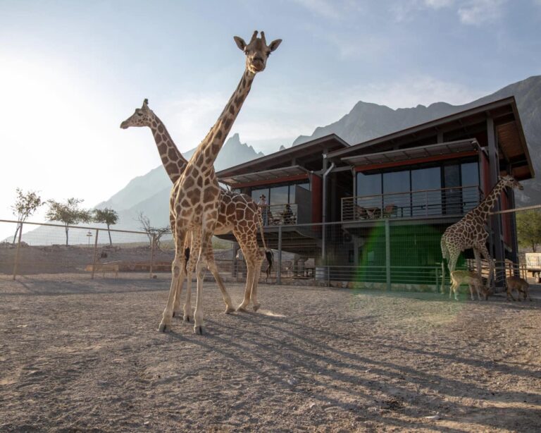 Xhant: el primer hospedaje con jirafas y animales exóticos en México