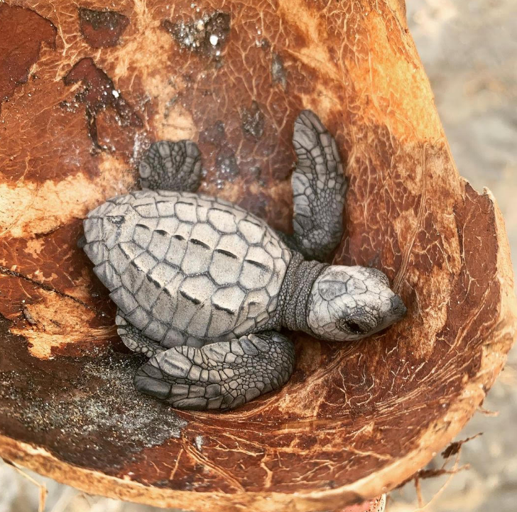 Temporada de liberación de tortugas en Puerto Vallarta, vive la experiencia