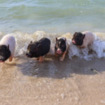 Pig-Beach-Progreso