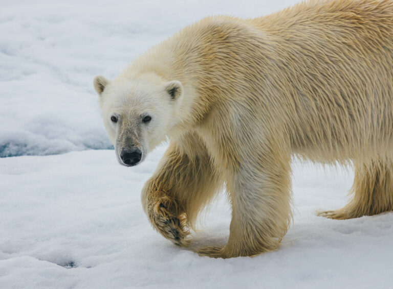 Osos Polares: la gran experiencia del Ártico