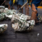 agaves_jima_web