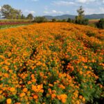 Dia de muertos_copandaro_michoacan_flores_3